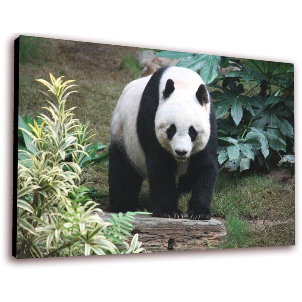 Cuadro 50 X 30 Cms Decorativo Oso 3 img #1