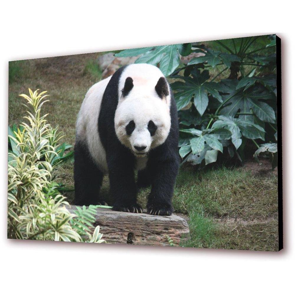 Cuadro 50 X 30 Cms Decorativo Oso 3 img #2