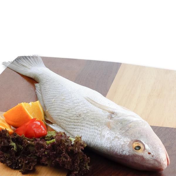 Corvina platera.