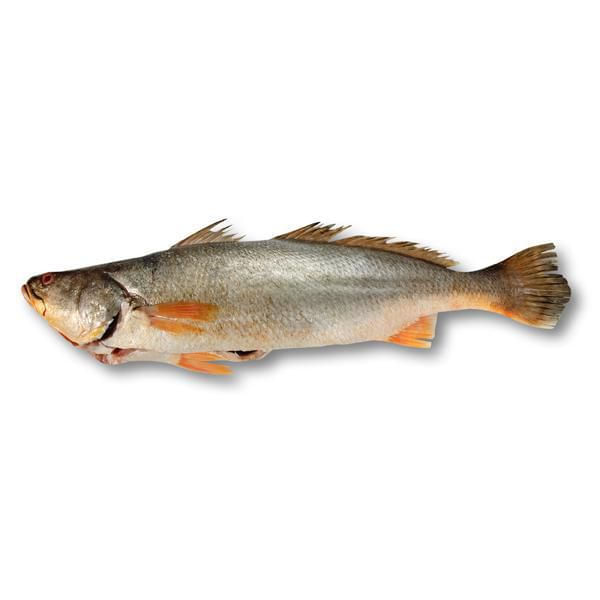 Corvina escama entera congelado