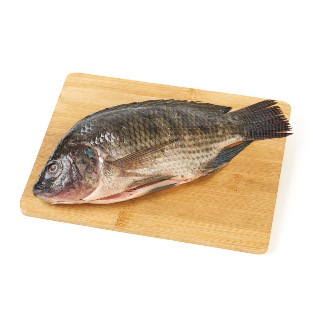 Tilapia negra o mojarra negra fresca