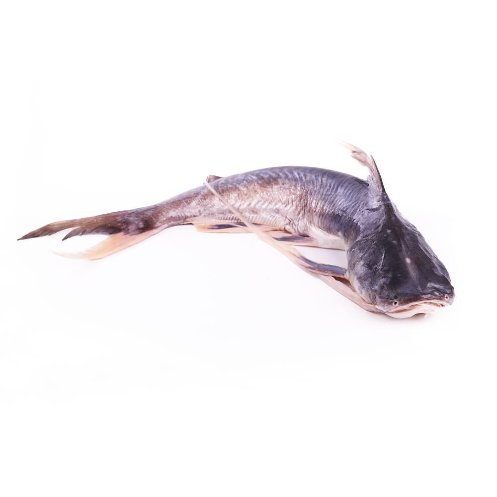 Bagre  de mar