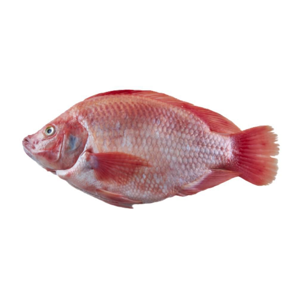 Filete de tilapia o mojarra SMN fresca