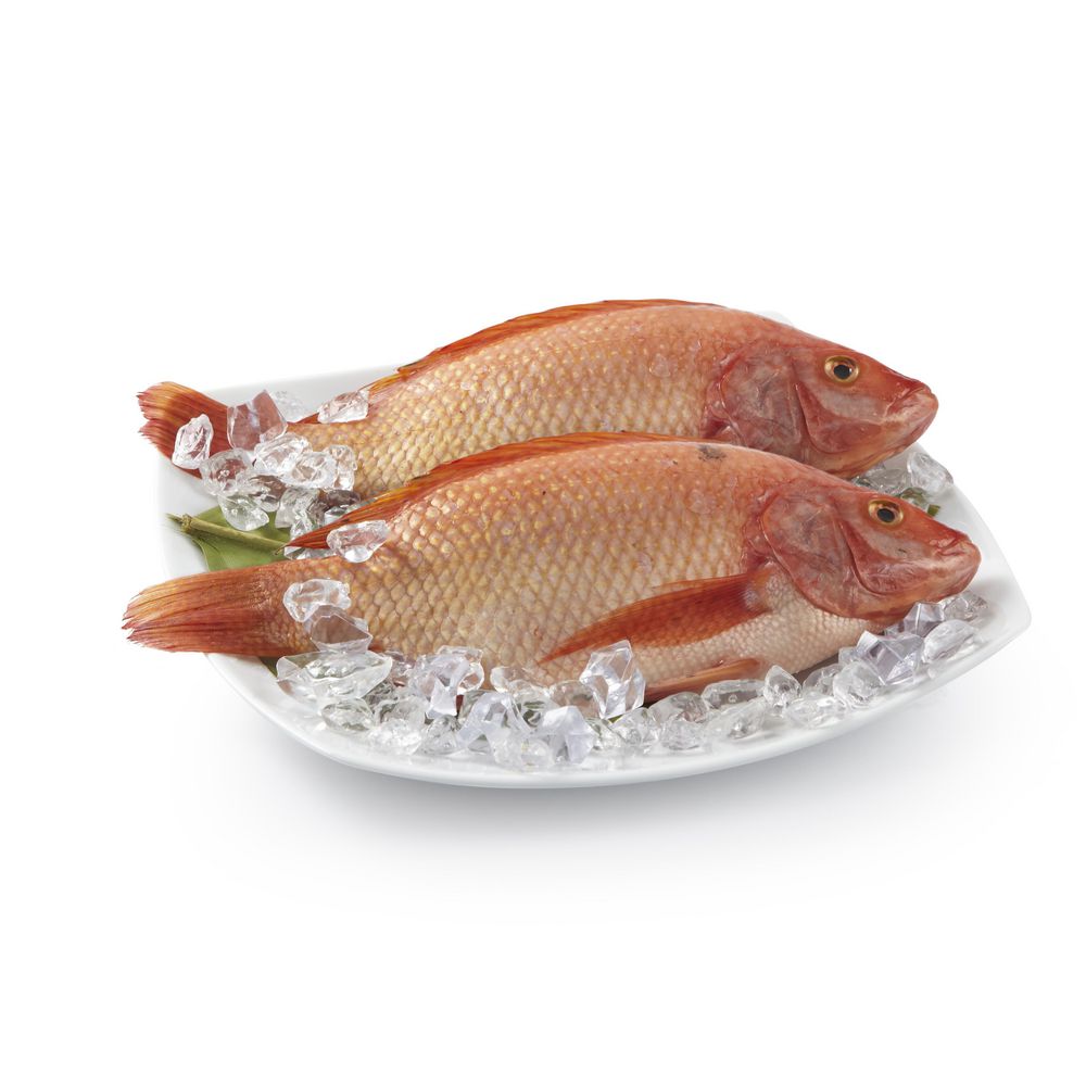 Tilapia roja o mojarra roja fresca