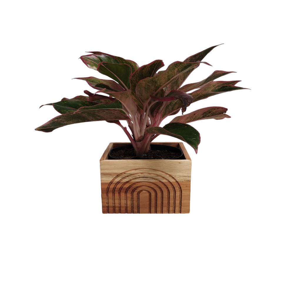 Portamacetas Mediano En Teca Natural. Ref Geos img #2