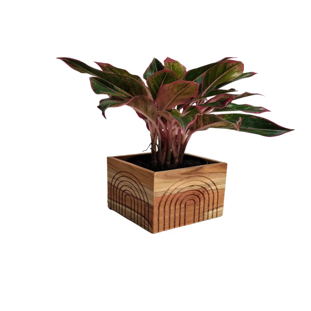 Portamacetas Mediano En Teca Natural. Ref Geos img #3