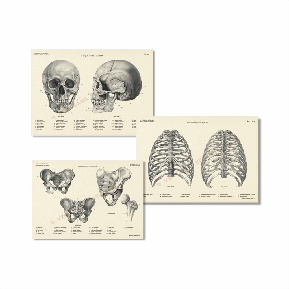 Colección El Cuerpo Humano Láminas Anatómicas img #3