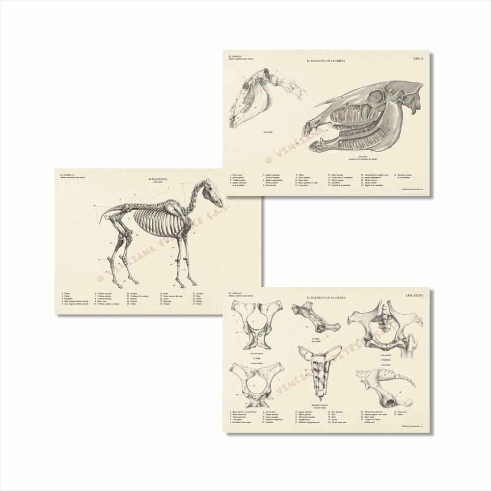 Colección El Caballo Láminas Anatómicas img #2