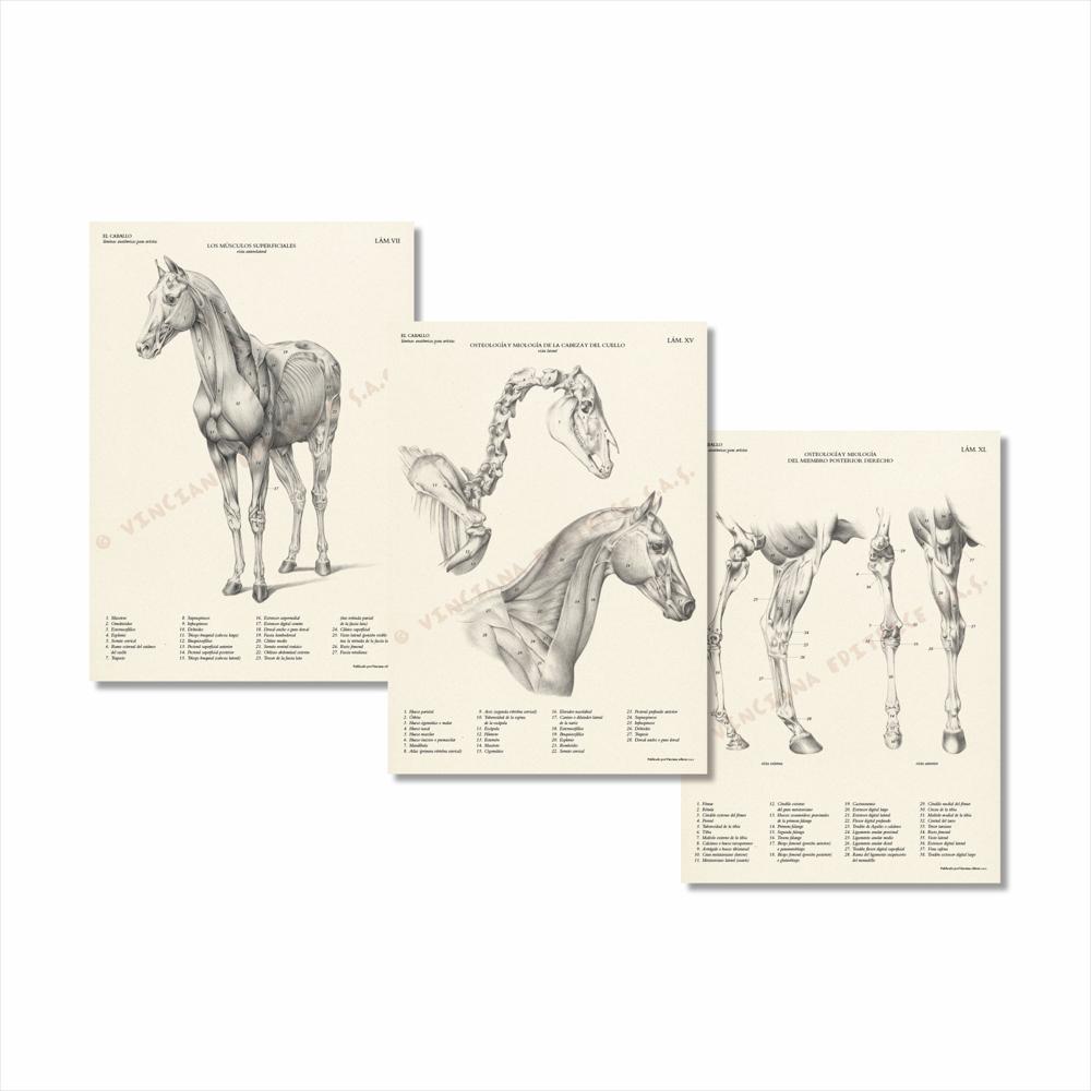 Colección El Caballo Láminas Anatómicas img #3