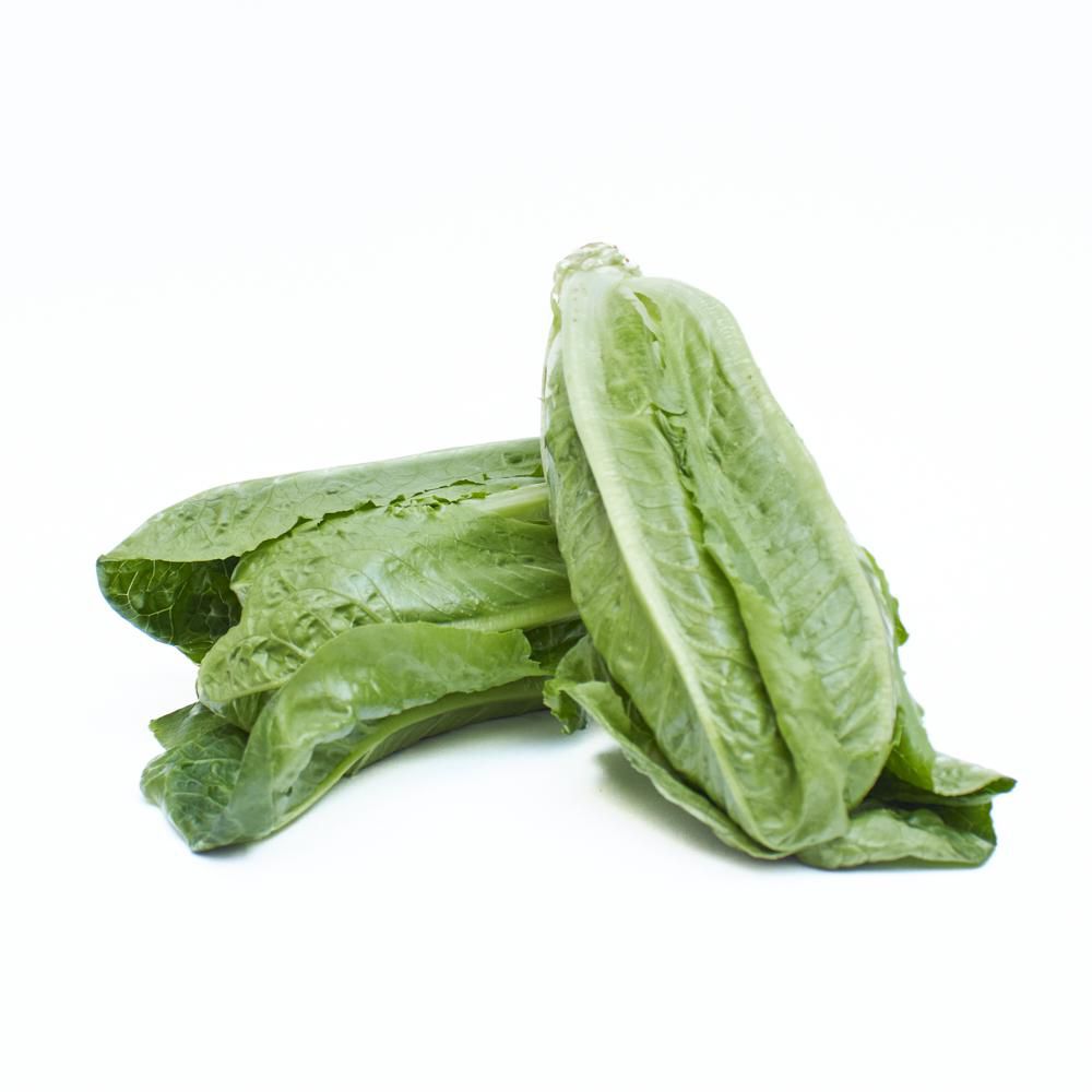 LECHUGA HIDROP. ROMANA  1  und