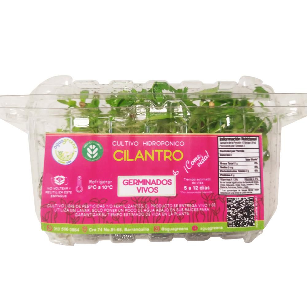 BROTES  CILANTRO  30  gr