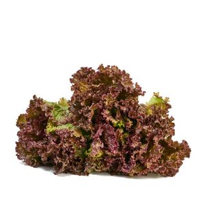 Lechuga Morada Crespa Pet 130 gr