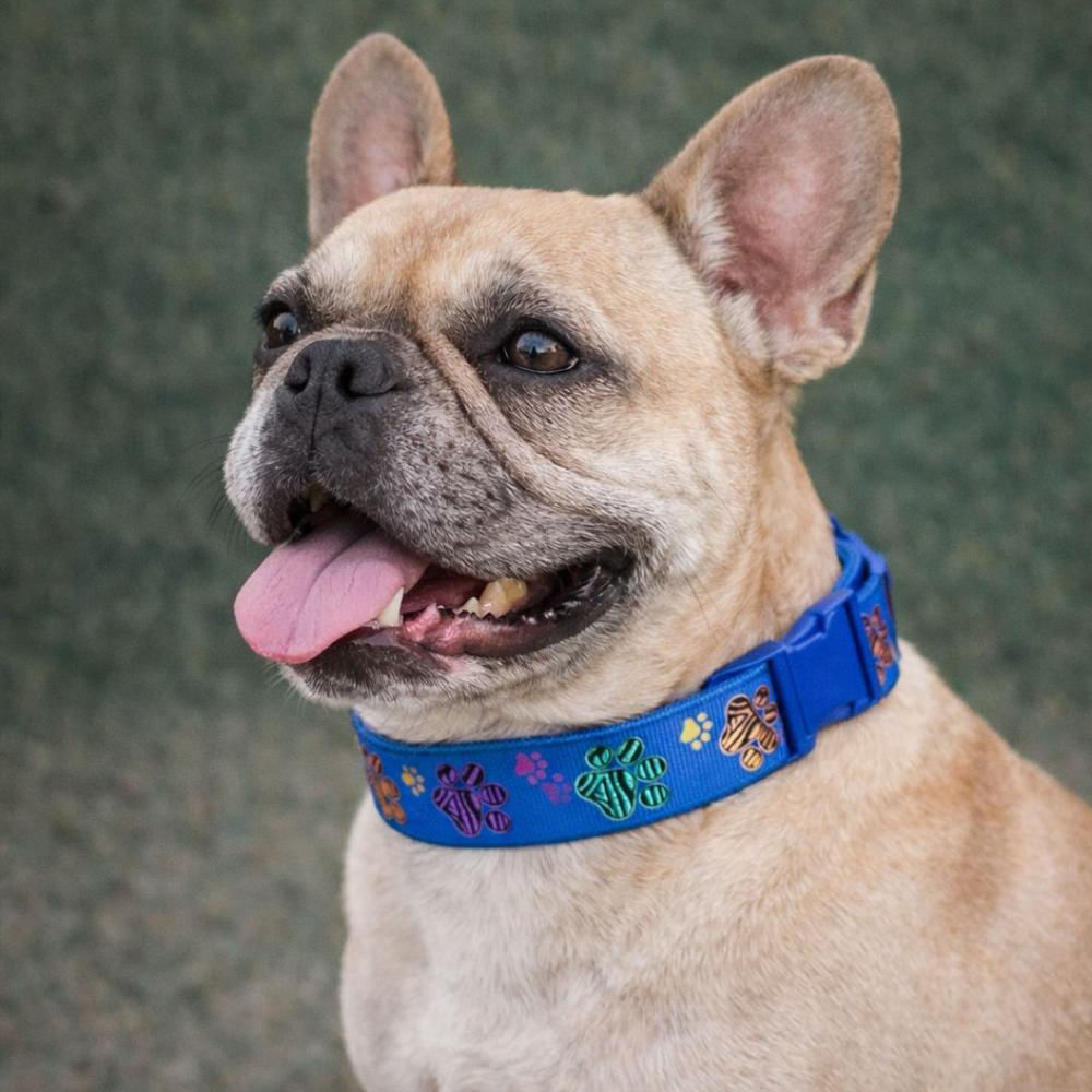 Collar Para Perro Estilo Huellitas Azul, Diseño Único Talla S img #3