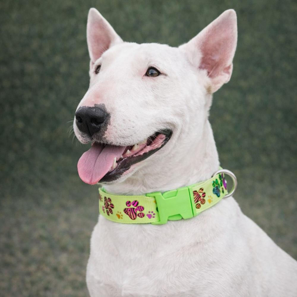 Collar Para Perro Estilo Huellitas Verde, Diseño Único Talla M img #3