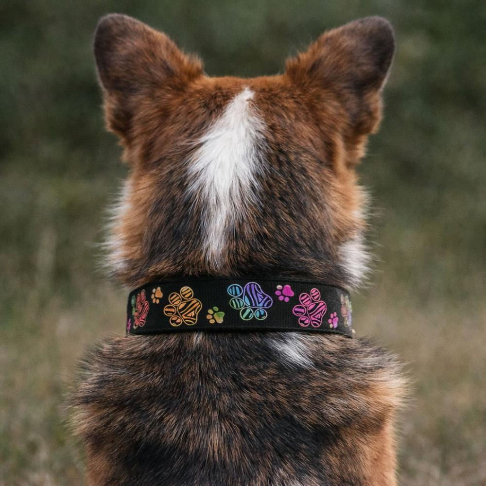 Collar Para Perro Estilo Huellitas Negro Diseño Único Talla S img #4