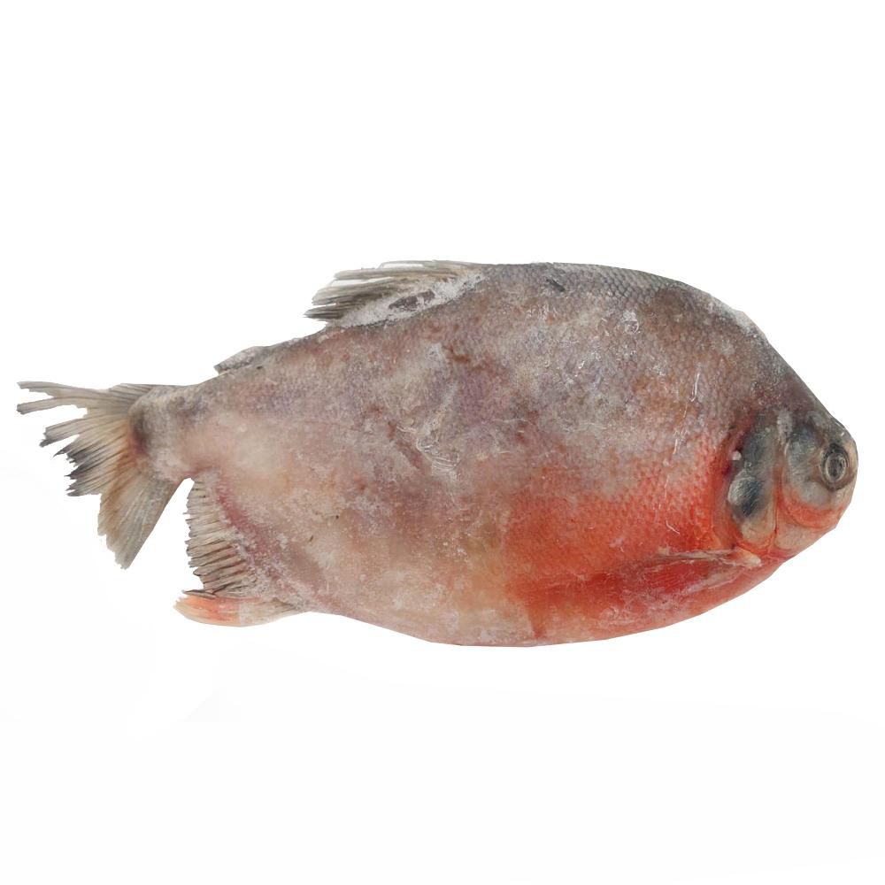 Cachama  fresca