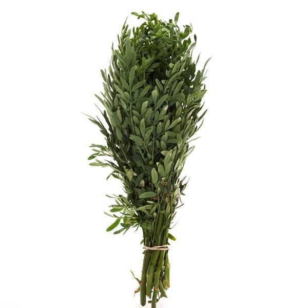 Ruda Fresca Capuchon  50  gr img #2
