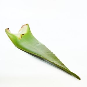Hoja Sabila 1 und