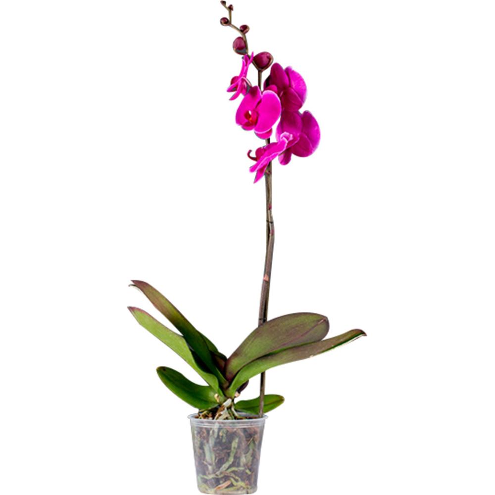 image_bar_buy